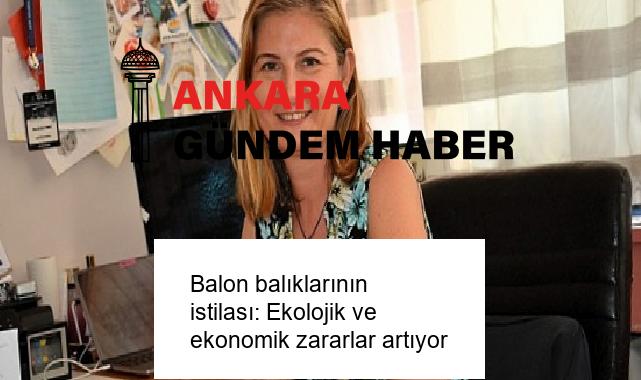 Balon balıklarının istilası: Ekolojik ve ekonomik zararlar artıyor