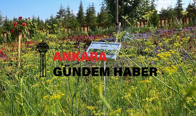 128 Tür bitki çeşidi ile Koku Bahçesi Seyir Tepesinde ziyaretçilerini bekliyor