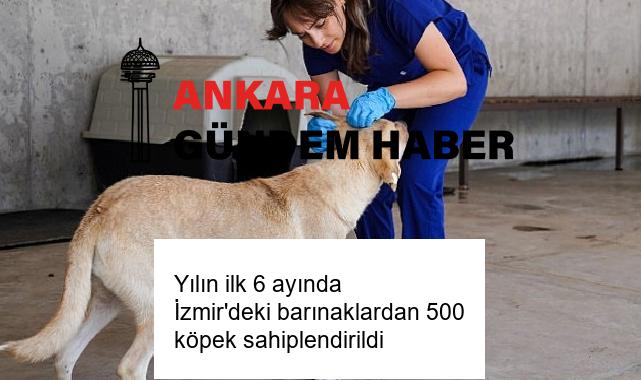 Yılın ilk 6 ayında İzmir’deki barınaklardan 500 köpek sahiplendirildi