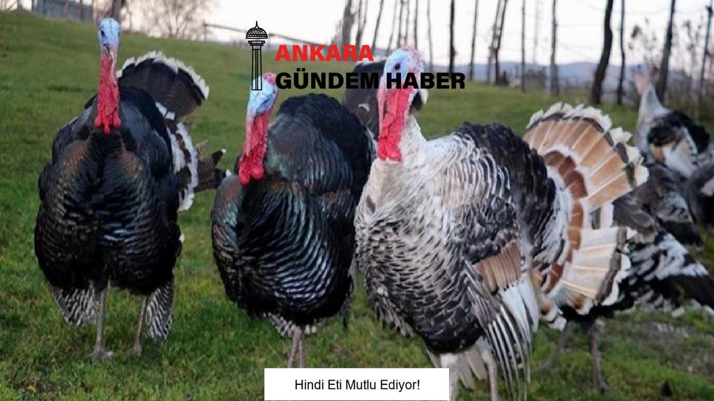 Hindi Eti Mutlu Ediyor!