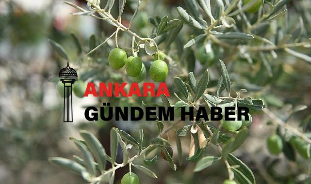 Ayvalık 18. Uluslararası Zeytin Hasat Festivali Başlıyor