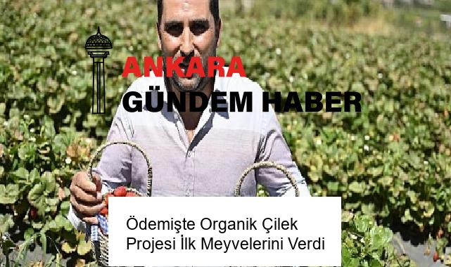 Ödemişte Organik Çilek Projesi İlk Meyvelerini Verdi