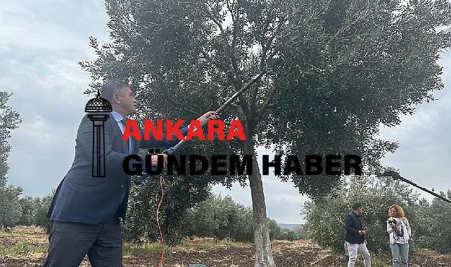 Aliağa’da 2. Zeytin Hasat Şenliği Düzenlendi