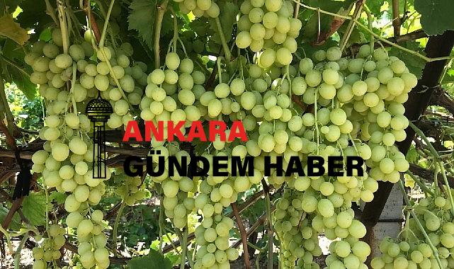 Superior Seedless Çeşidi Sofralık Üzümün ihracat yolculuğu başladı