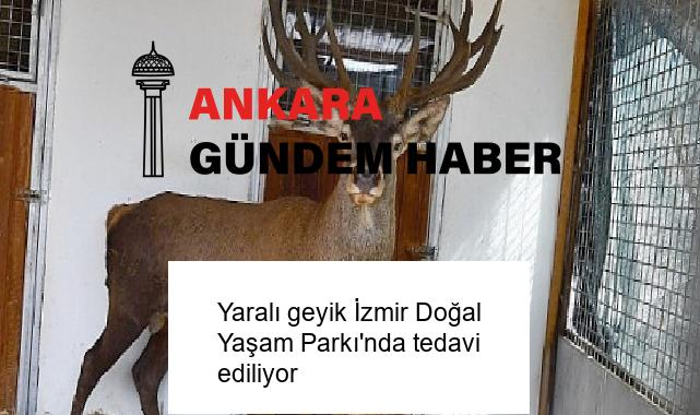Yaralı geyik İzmir Doğal Yaşam Parkı’nda tedavi ediliyor