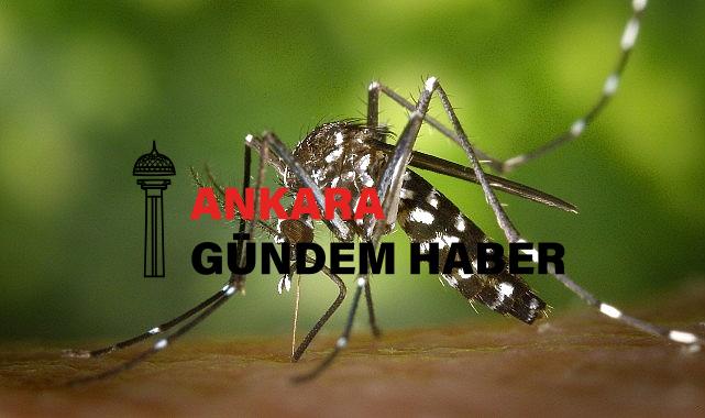 Yuvam Dünya İklim Kliniği Bilim Kurulu Üyesi Tanrıöver: İstilacı sivrisineklerin oluşturduğu tehdit kapımızda