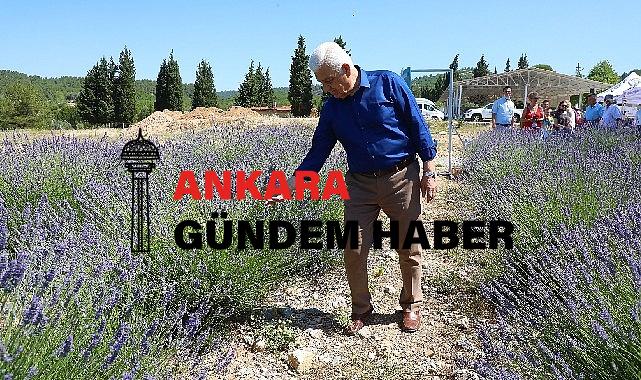 Muğla Büyükşehir Lavanta Bahçesi Yeni Döneme Hazır
