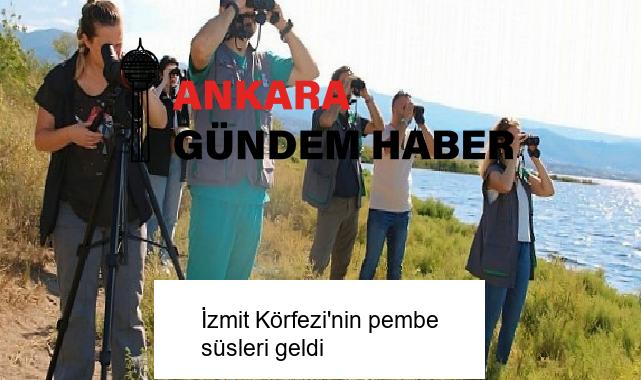 İzmit Körfezi’nin pembe süsleri geldi