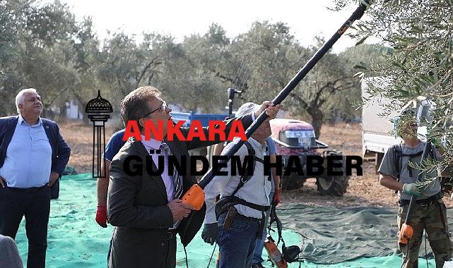 Başkan Arslan öğrencilerle zeytin hasadı yaptı