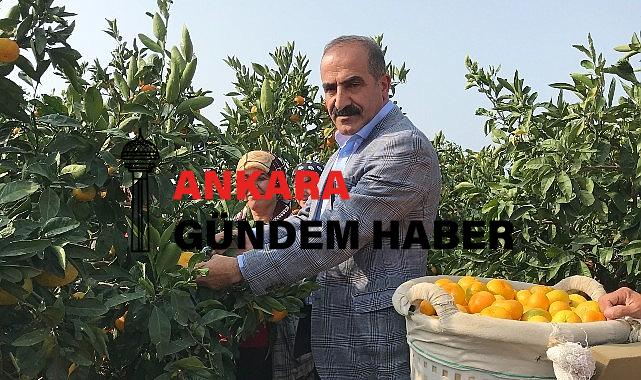 2023/24 sezonunda narenciye rekoltesinde rekor artış