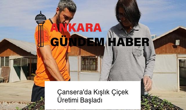 Çansera’da Kışlık Çiçek Üretimi Başladı