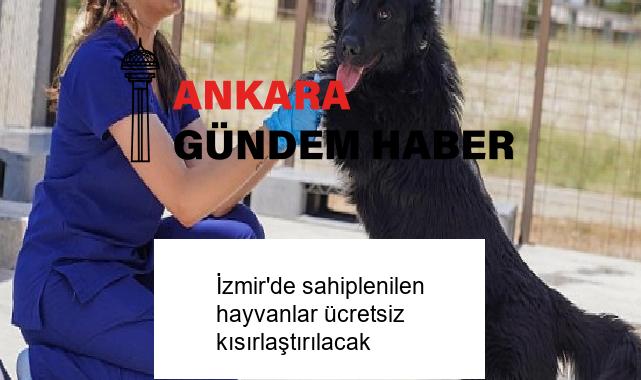 İzmir’de sahiplenilen hayvanlar ücretsiz kısırlaştırılacak