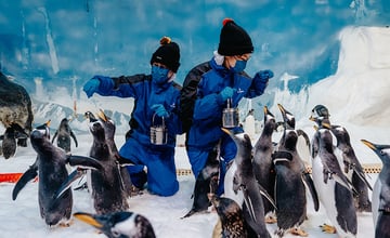 屏東海生館「愛在海洋聖誕節」登場 企鵝寶寶陪你過最暖冬天