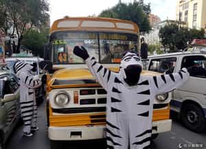 玻利維亞斑馬人   指揮交通我最行