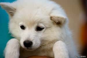 盲目跟風   電影引爆印度哈士奇熱潮