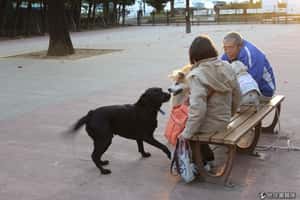 東京推10年計畫 強調「人寵共生」