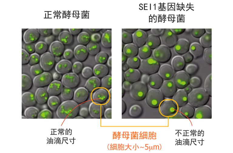 文章插圖