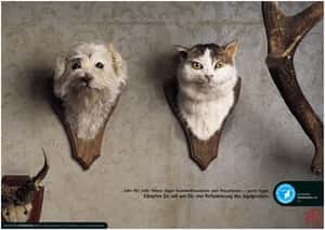 合法獵殺犬貓! 你不知道的德國動保