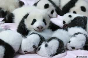 中國14隻貓熊寶寶集體亮相