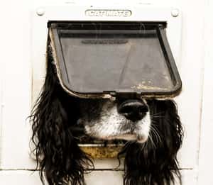 （0606更新）「主人，好笑嗎？」2024搞笑寵物攝影獎，敬那些帶來歡笑的毛夥伴