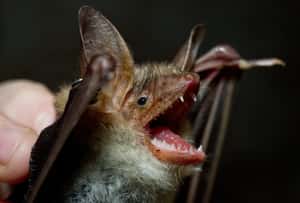 嗡嗡嗡別吃我！科學家發現蝙蝠會學蜜蜂叫