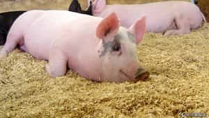 德國人在說什麼？10大趣味德文片語