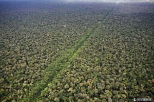 全球有多少棵樹？耶魯大學精算告訴你