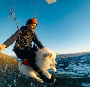 誰說狗狗不能飛上天？ 法國薩摩耶搭滑翔傘飛上天爆紅
