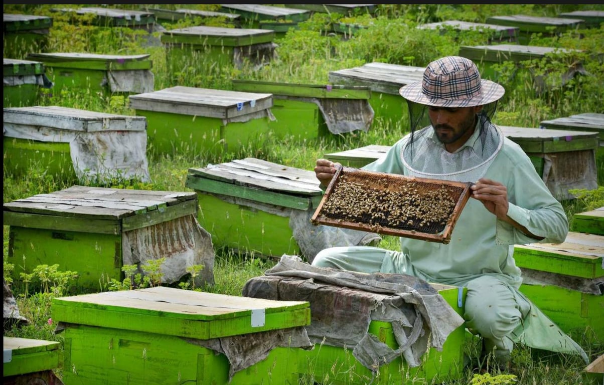 「養蜂業的未來一片黯淡」氣候變遷成巴基斯坦養蜂人悲歌