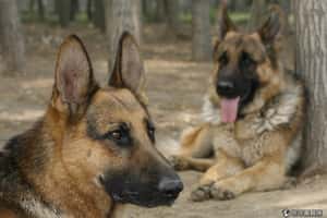 癌症味道 狗狗聞得到