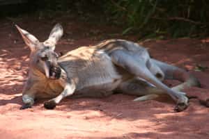 找不到食物吃 澳洲首都現袋鼠之亂