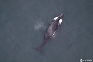 茫茫大海中只有30隻夥伴 科學家首度錄下世界最稀少大鯨魚的求偶聲