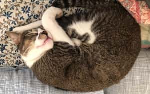 駐印度記者的封城日記：撤僑，走不走？