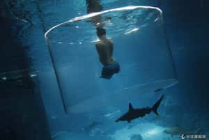 與鯊同游 沒有手腳的生命鬥士