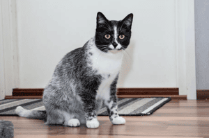 「漸層色貓貓你看過？」芬蘭發現新貓咪品種：鹹甘草糖