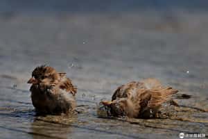 【充滿生機的地球 24小時】07/19 牠們也需要消暑一下