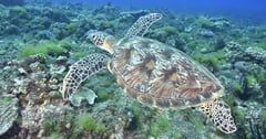 【心海潛水中心】來墾丁潛水！海龜、魚群超級近距離共遊