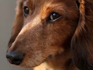 研究：狗狗的品種可能跟個性沒有太大關係