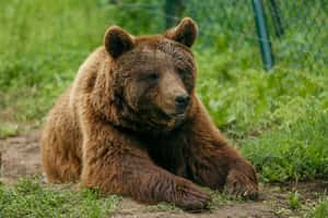 你是維尼，還是泰迪？科學家聯手開發「熊臉辨識系統」