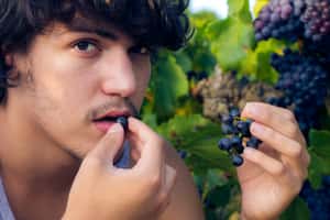 全球暖化有好處  法葡萄酒更好喝