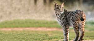 「賀！帥氣貓科動物回歸」伊比利亞猞猁復育成功，脫離瀕危危機