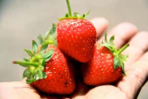 爛草莓 vs 慣老闆  我們對職場的想像只有這樣嗎？