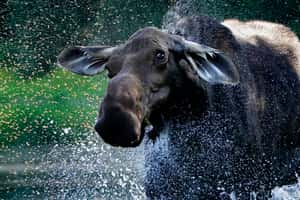 殺牠是為了要救牠 美國緬因州的駝鹿狩獵計畫