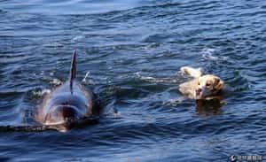 海豚和拉不拉多成晨泳好夥伴