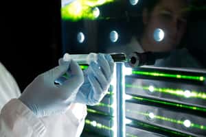 藻類不只能吃，還能造飛機？德國科學家打造「藻類碳纖維」，有望取代石油原料