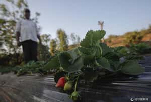 人人皆可吃  西雅圖市區出現食物森林
