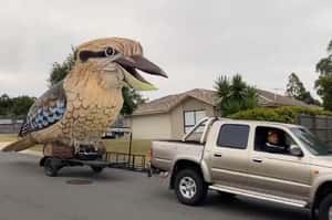 澳洲巨型笑翠鳥出巡！魔性笑聲讓你跟著笑