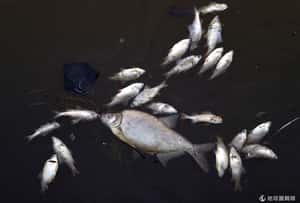 宗教團體”放生”造業 仍無法可罰