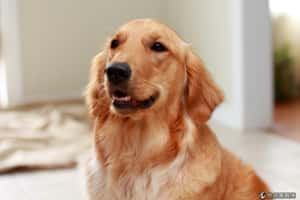 融化你心的動物治療師