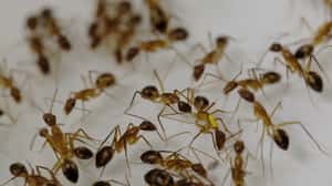 自然界也有「大手術家」　研究：螞蟻會幫受傷的同伴截肢，提高存活率至90％